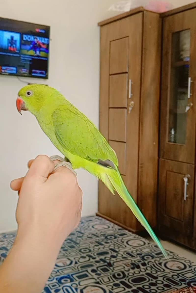 Green Ring neck 5