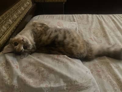 semi persian cat for adoption