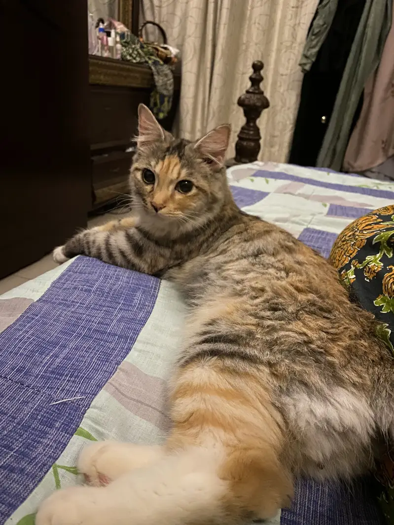 semi persian cat for adoption — photo 2
