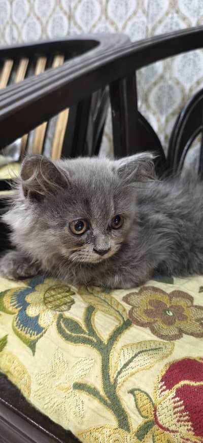 Tripple Cot Persian Kitten