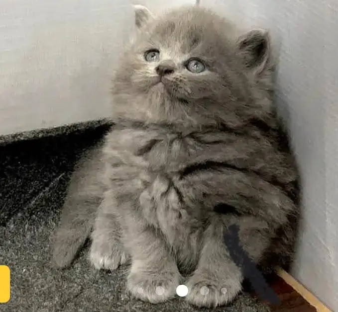 cash on delivery parshion kitten cat male female — photo 2