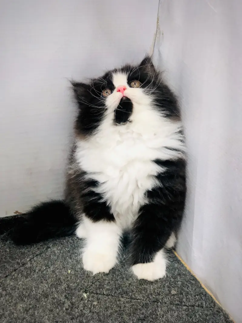 cash on delivery parshion kitten cat male female — photo 3