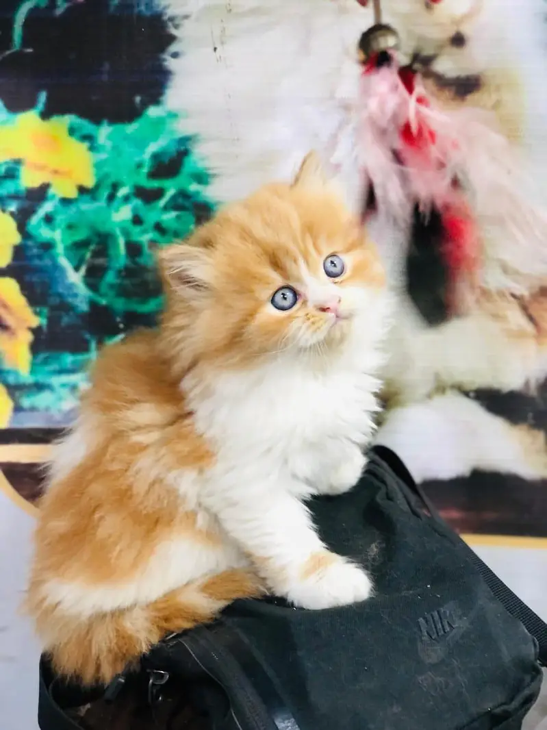 cash on delivery parshion kitten cat male female — photo 10