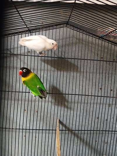breeder pair