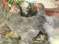 Premium quality zero size bentam ready to breed & breeder pairs