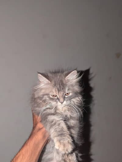 Persian Cat|Persian Kittens|Persian Kittens Pair|Cute Kittens|