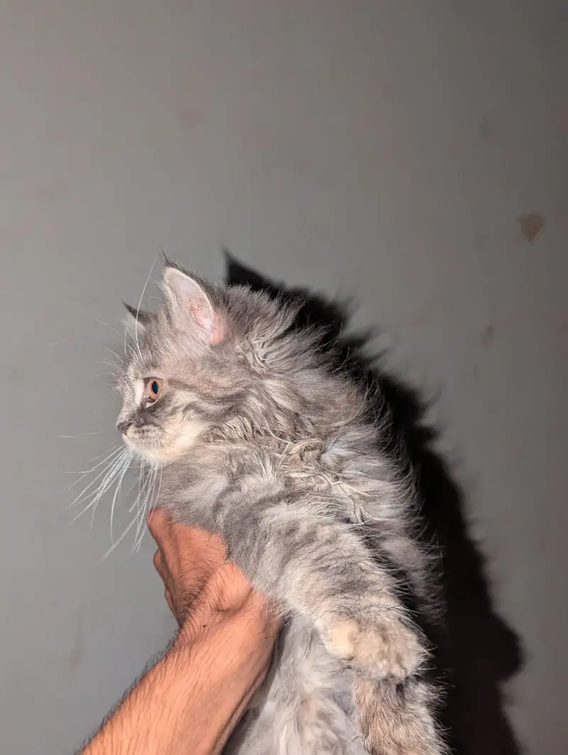 Persian Cat|Persian Kittens|Persian Kittens Pair|Cute Kittens| — photo 2