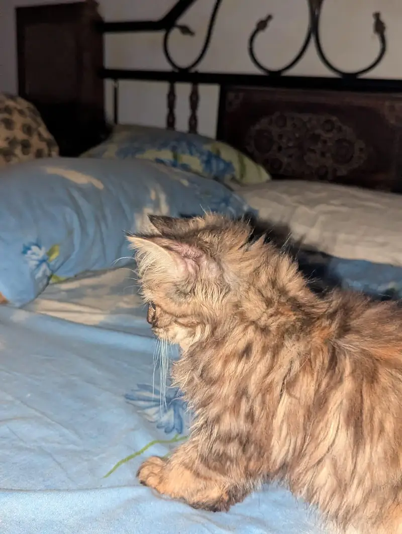Persian Cat|Persian Kittens|Persian Kittens Pair|Cute Kittens| — photo 5