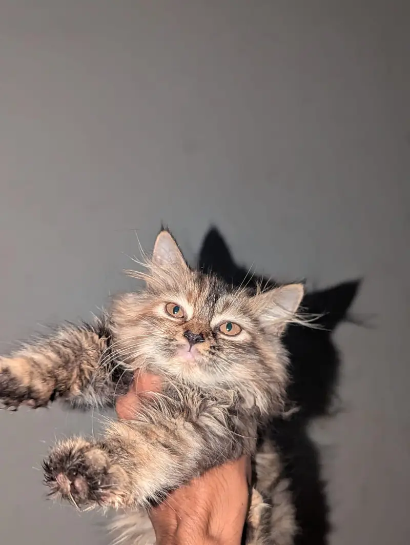 Persian Cat|Persian Kittens|Persian Kittens Pair|Cute Kittens| — photo 6