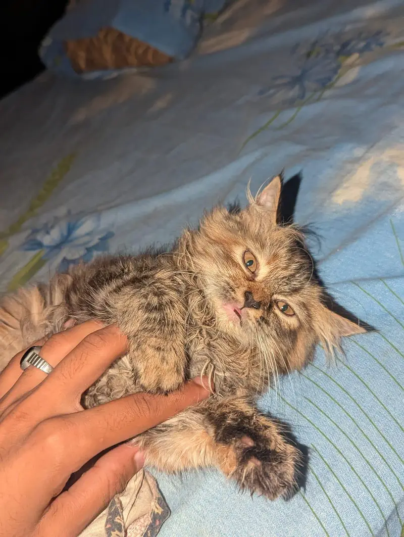 Persian Cat|Persian Kittens|Persian Kittens Pair|Cute Kittens| — photo 7