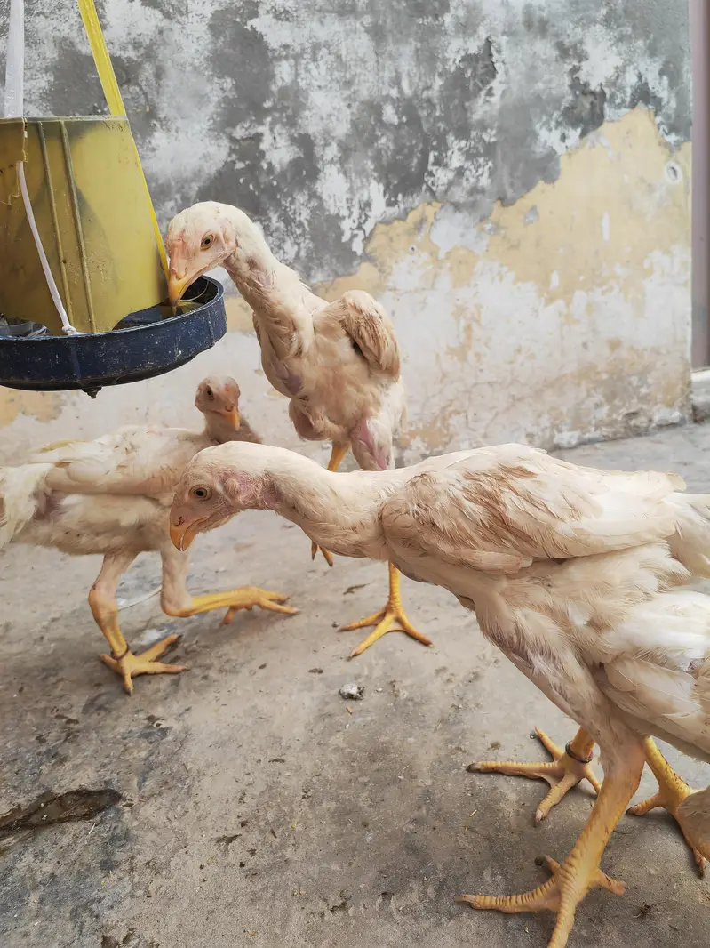 SHAMO bache he — photo 3