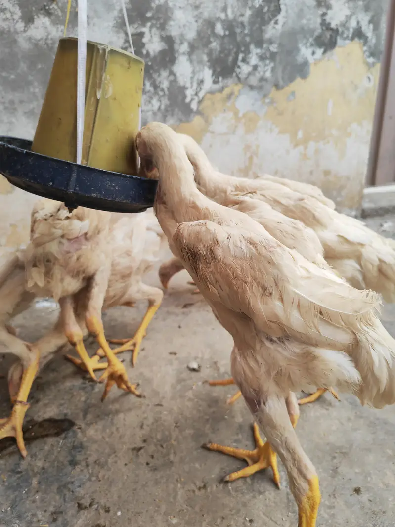 SHAMO bache he — photo 4
