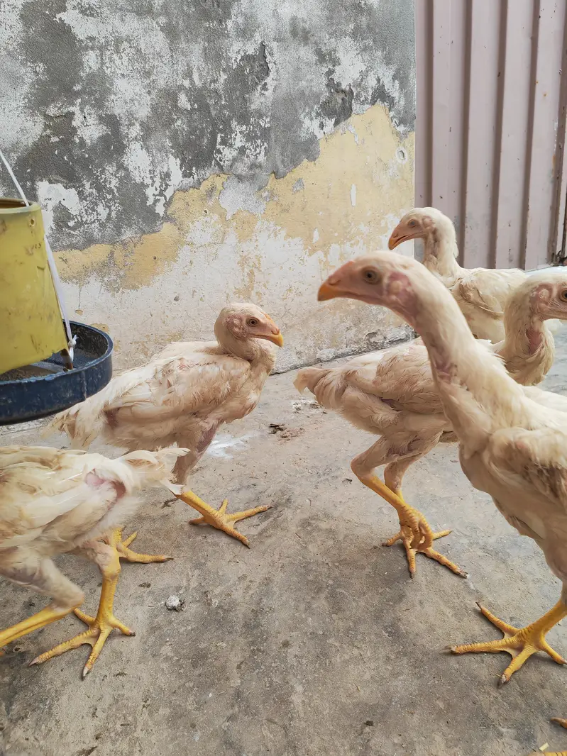 SHAMO bache he — photo 7