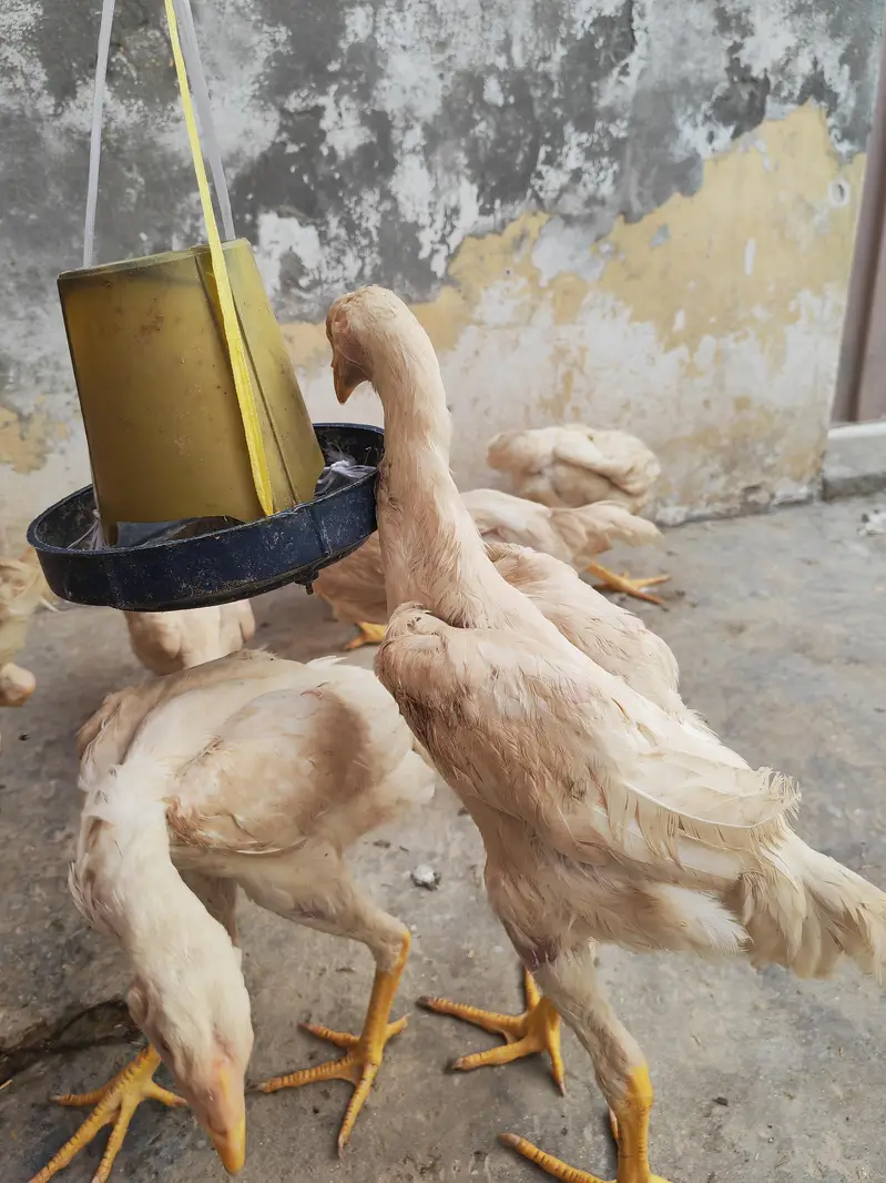 SHAMO bache he — photo 8