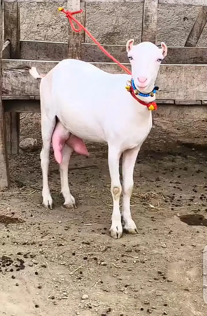 Top Quality Teddy Female , Full pointed Female 2 dant , Teddy goats — photo 3