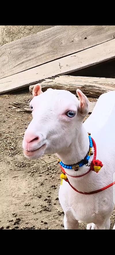 Top Quality Teddy Female , Full pointed Female 2 dant , Teddy goats