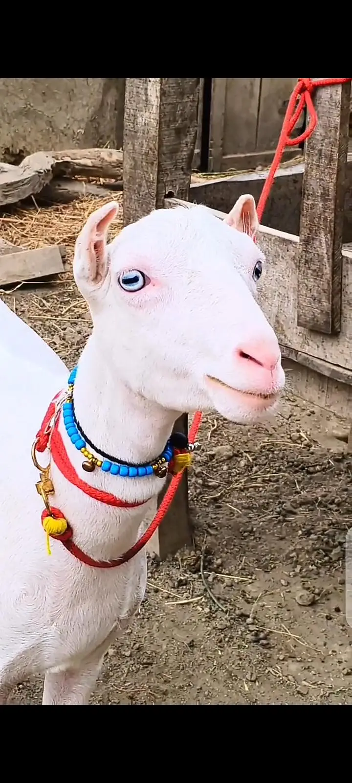 Top Quality Teddy Female , Full pointed Female 2 dant , Teddy goats — photo 5