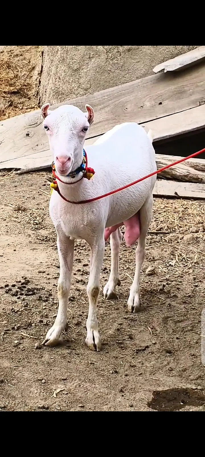 Top Quality Teddy Female , Full pointed Female 2 dant , Teddy goats — photo 6