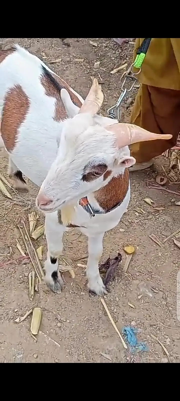 Top Quality Teddy Female , Full pointed Female 2 dant , Teddy goats — photo 7
