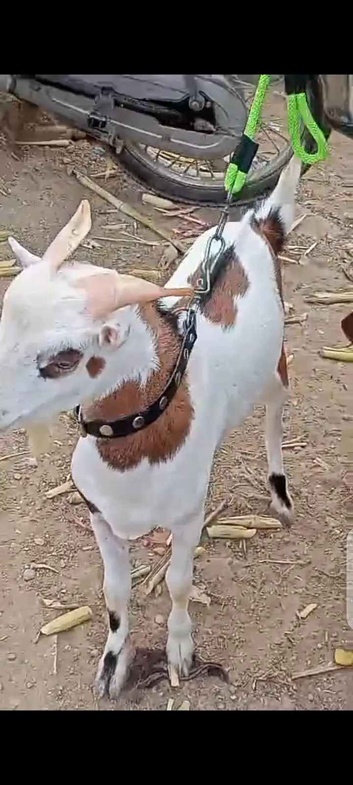 Top Quality Teddy Female , Full pointed Female 2 dant , Teddy goats — photo 8