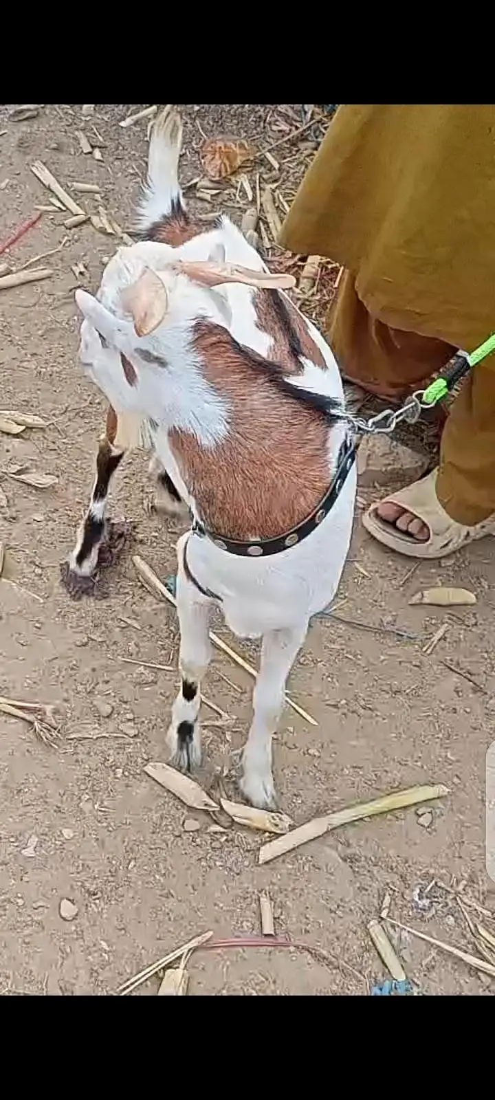 Top Quality Teddy Female , Full pointed Female 2 dant , Teddy goats — photo 9