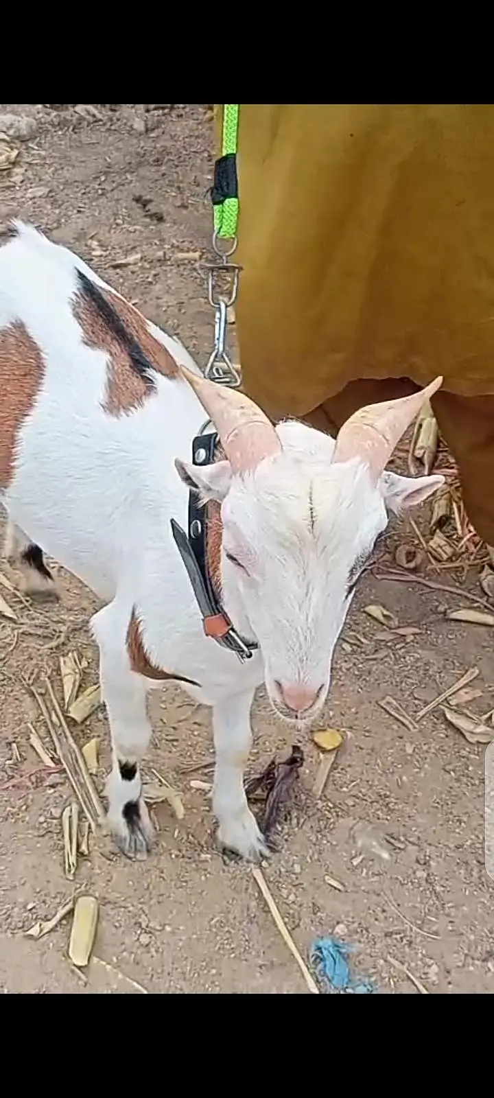 Top Quality Teddy Female , Full pointed Female 2 dant , Teddy goats — photo 10