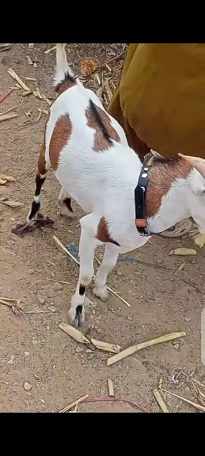 Top Quality Teddy Female , Full pointed Female 2 dant , Teddy goats — photo 11