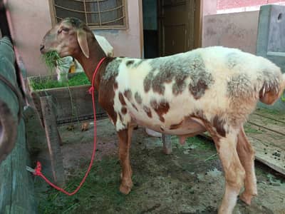 Turkey Dumba for sale