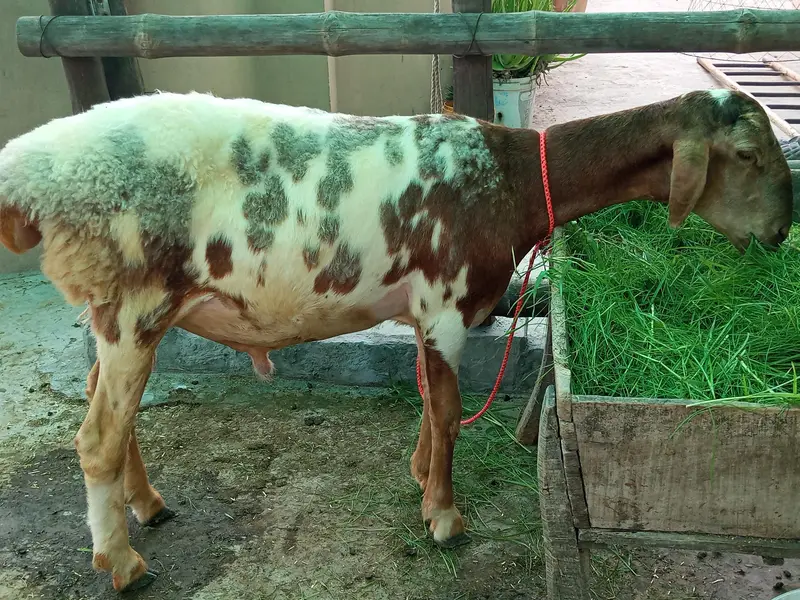 Turkey Dumba for sale — photo 2