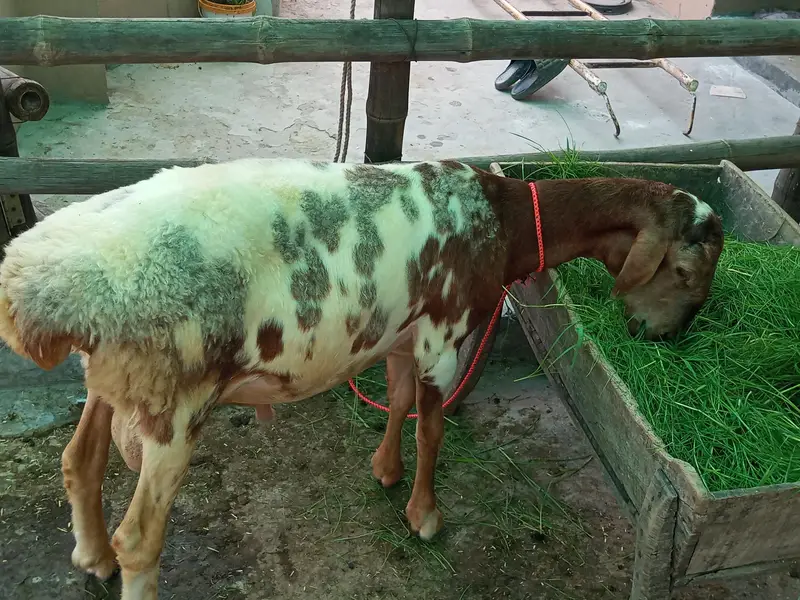 Turkey Dumba for sale — photo 3