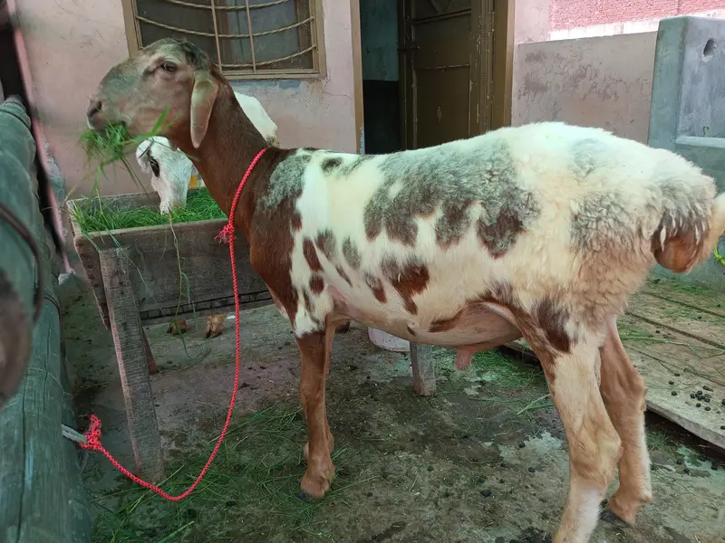 Turkey Dumba for sale — photo 4