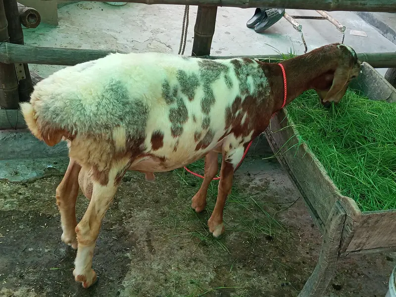 Turkey Dumba for sale — photo 5