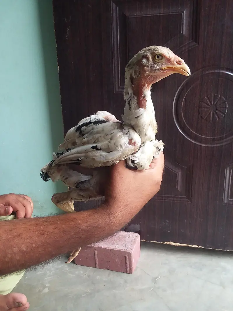 aseel  murga — photo 3