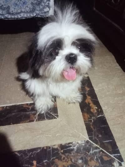dog female age 18 month