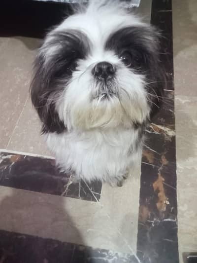 Shihtzu female puppy available for sale