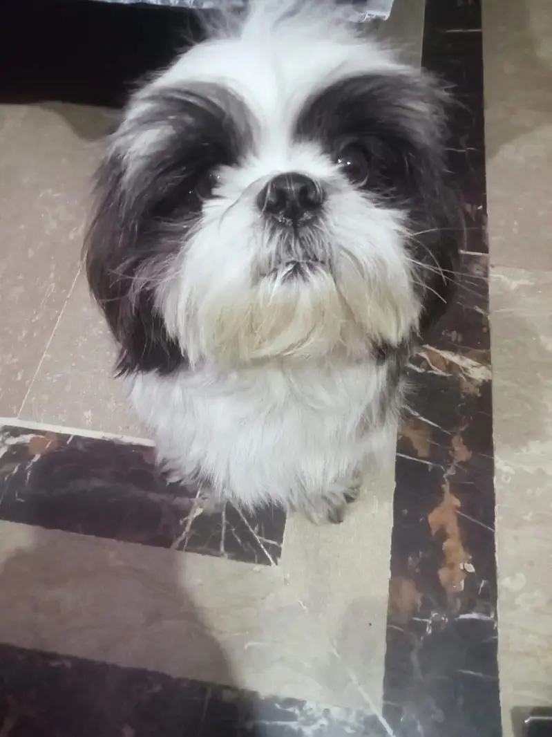 dog female age 18 month — photo 2