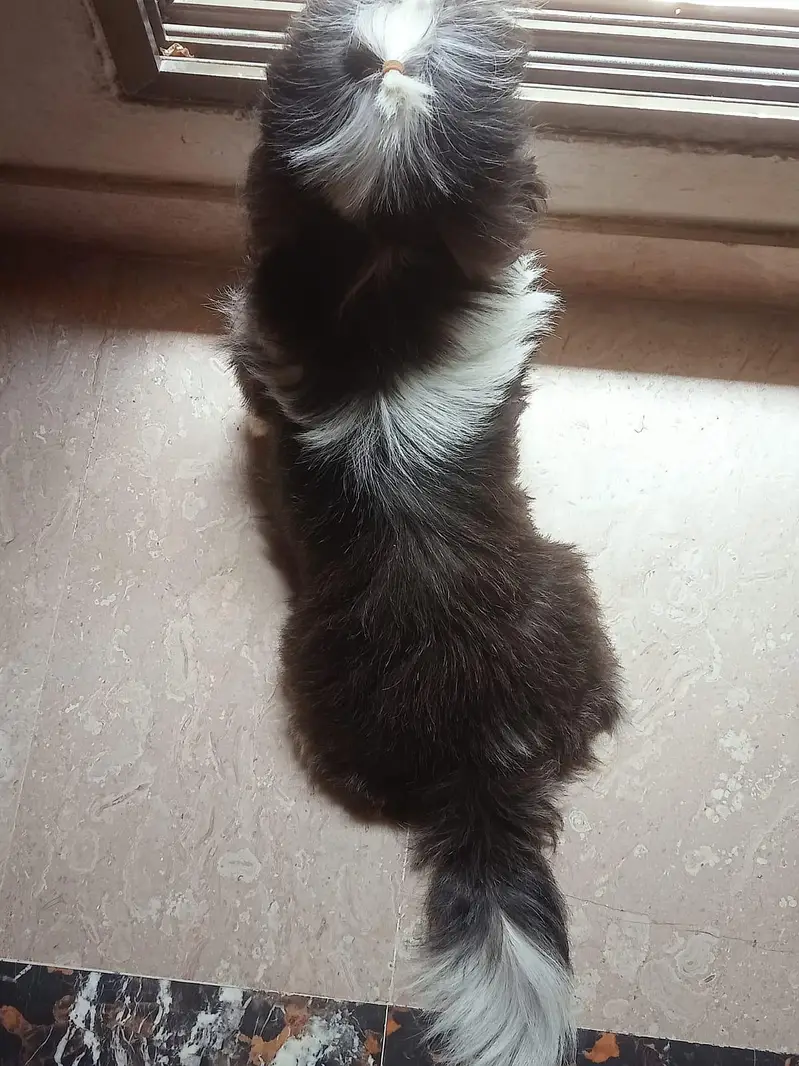 dog female age 18 month — photo 3