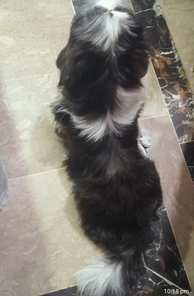 dog female age 18 month — photo 4