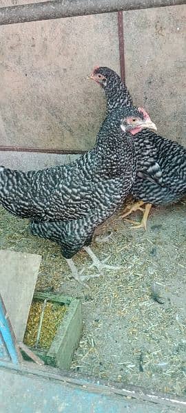 2 female playmouth hens