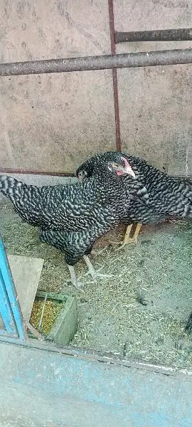 2 female playmouth hens — photo 2