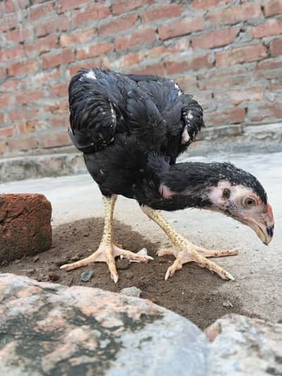 Japanese shamo male long size patha