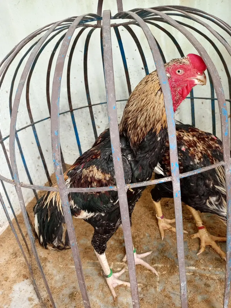 indian paret b — photo 3