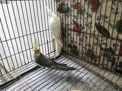 Cocktail Red Eye Pair with Heavy Gauge Cage
