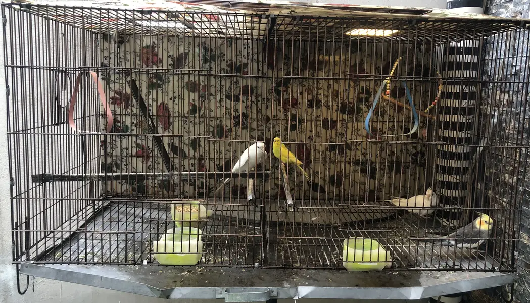 Cocktail Red Eye Pair with Heavy Gauge Cage — photo 2