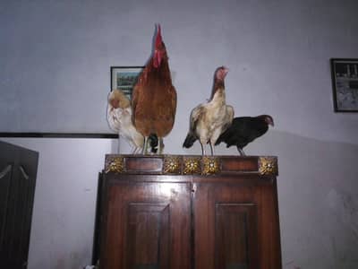 3 Desi Murghiyan or Ek misri Murgha