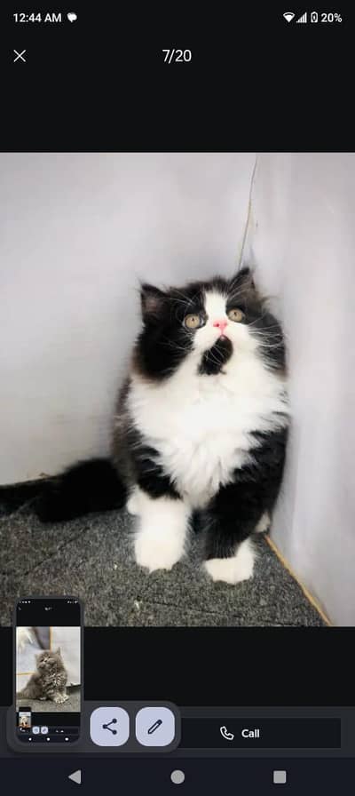 parshion kitten cat male and female British