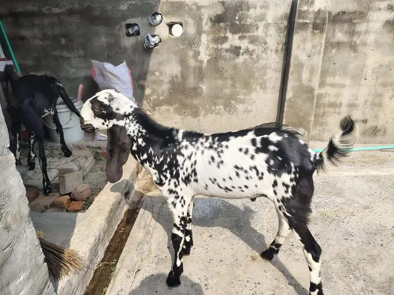 goat high quality male