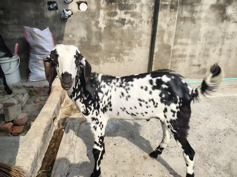 goat high quality male — photo 2