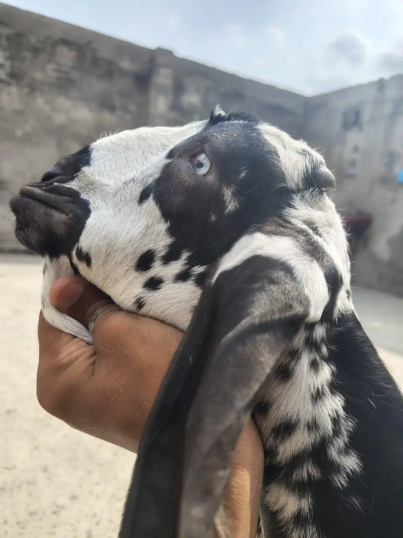 goat high quality male — photo 3