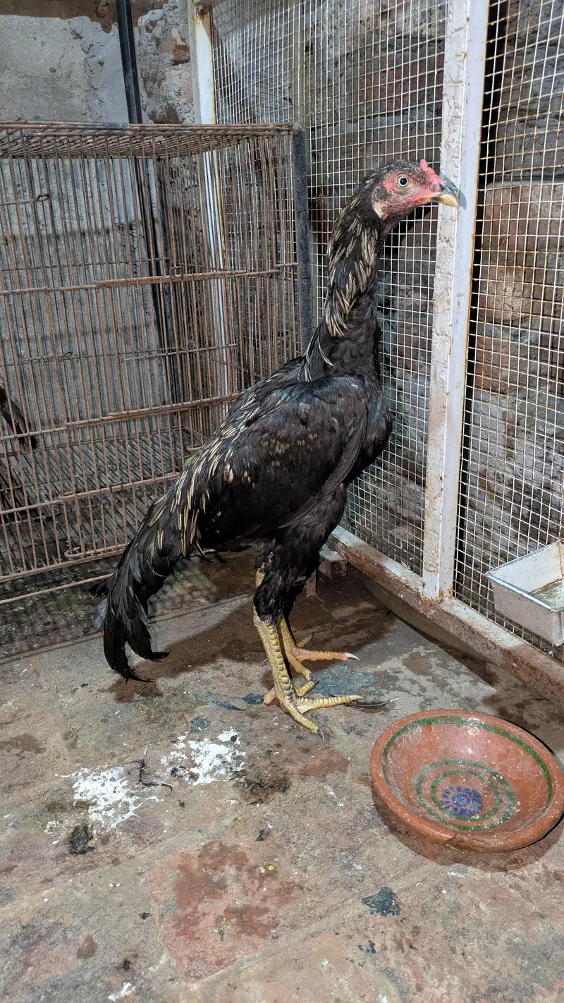 Aseel Golden Patha for sale — photo 3